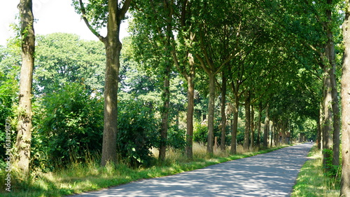 Fototapeta Naklejka Na Ścianę i Meble -  A country road in Belgium during summer.