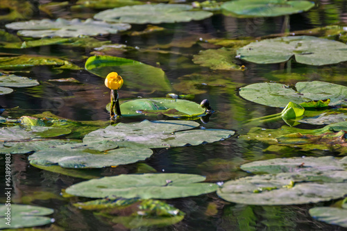 Yellow water-lily or Nuphar lutea blossoms in lake photo