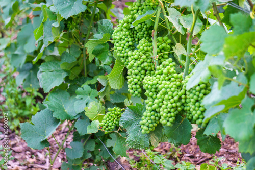 Vine green grape in champagne vineyards at montagne de reims, France © Southtownboy Studio