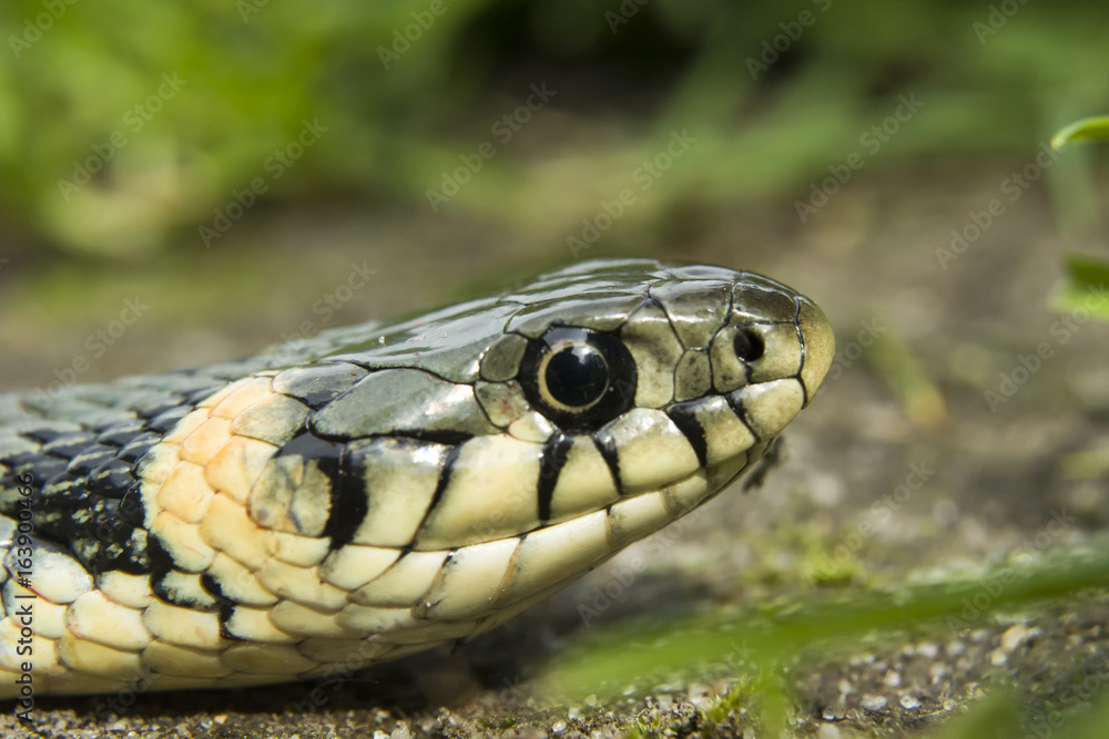 Fototapeta premium Great snake head
