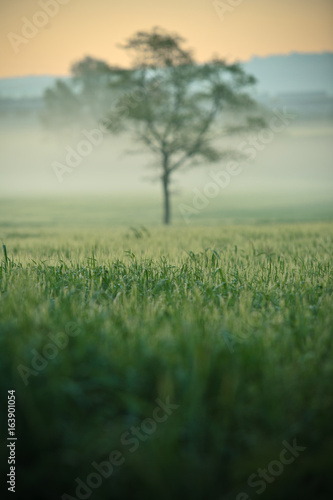 Paisaje en les Masies de Roda  Osona Catalunya