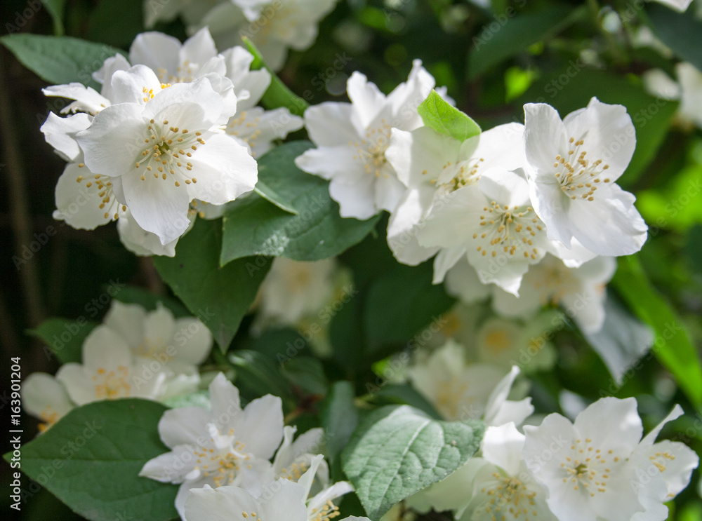 white flowers with green leaves background