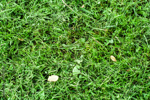 green mowed grass with some leaves. background, texture
