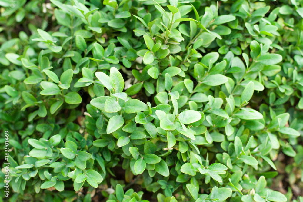 green leafy background, texture green leafy background, texture