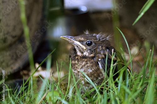 Bild auf Leinwand young bird