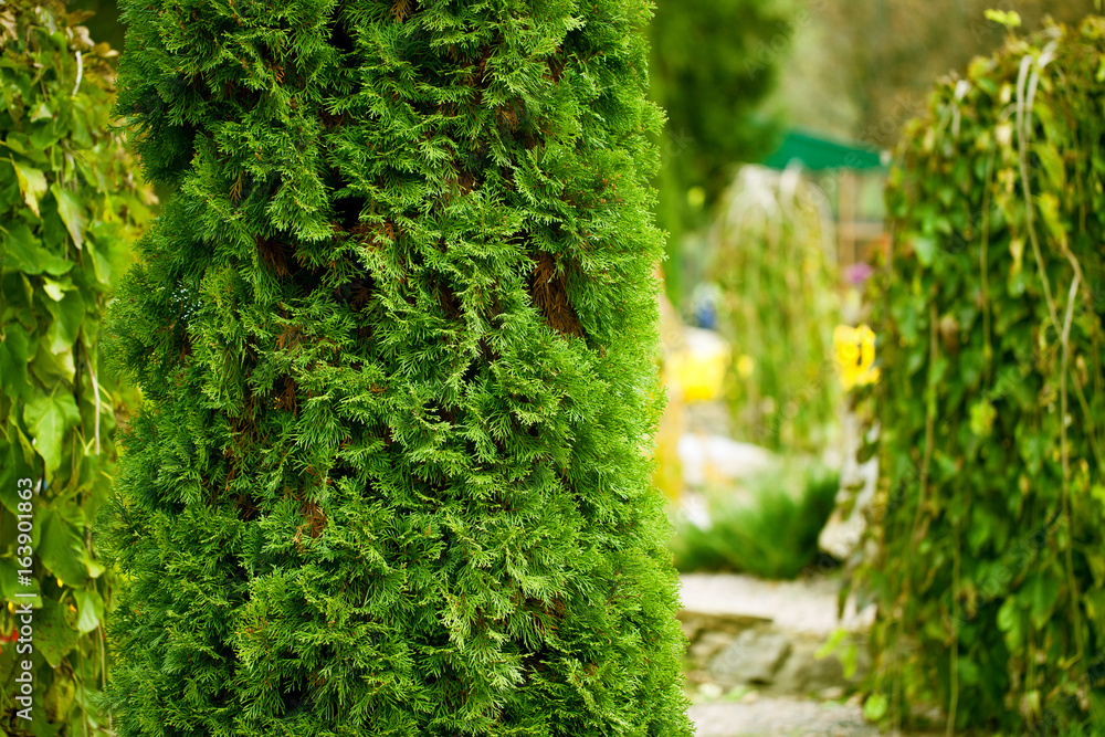Green Hedge of Thuja Trees Green Hedge of Thuja Trees