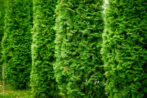 Green Hedge of Thuja Trees