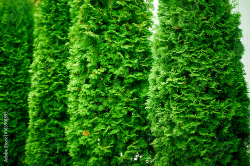 Green Hedge of Thuja Trees