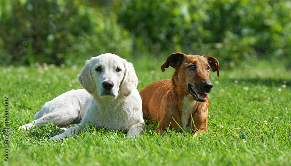 brauner und weißer Hund auf einer Wiese brauner und weißer Hund auf einer Wiese