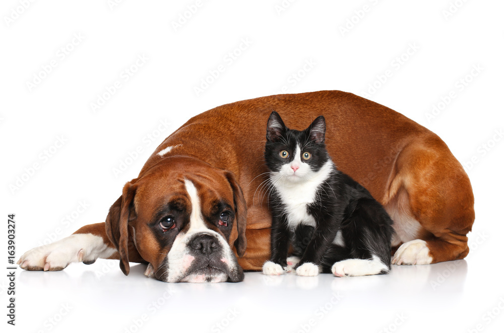 Cat and dog together Cat and dog together