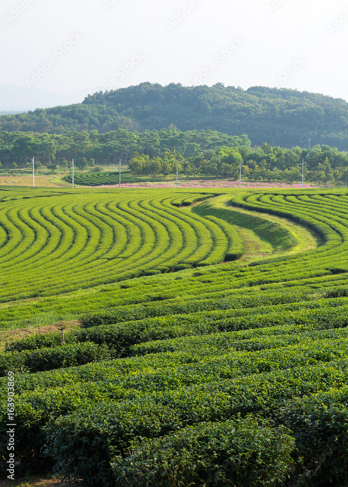 Bunrod tea plantation in Thailand is a place popular with tourists.