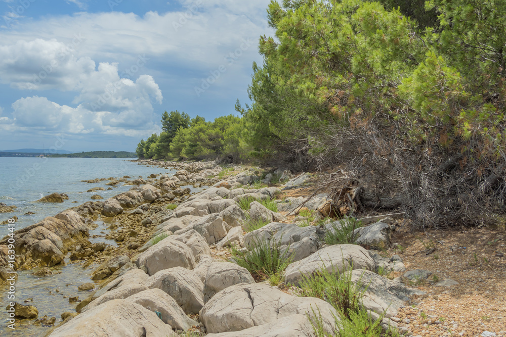 rocky beach coast with pine trees in adriatic