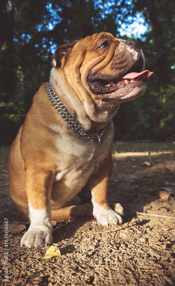 Portrait of young English bulldog in the wood,selective focus