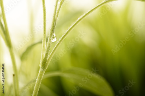 Green plant with water drops