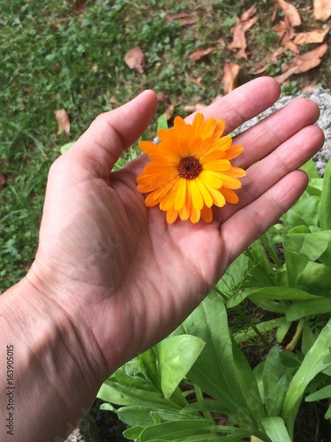 Hand berührt Blüte einer Ringelblume