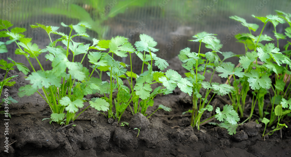 coriander grows on the ground in the greenhouse in the garden. Green cilantro leaves in the sun. vegetarianism coriander grows on the ground in the greenhouse in the garden. Green cilantro leaves in the sun. vegetarianism