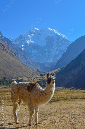 peru alpaca salkantay mountain