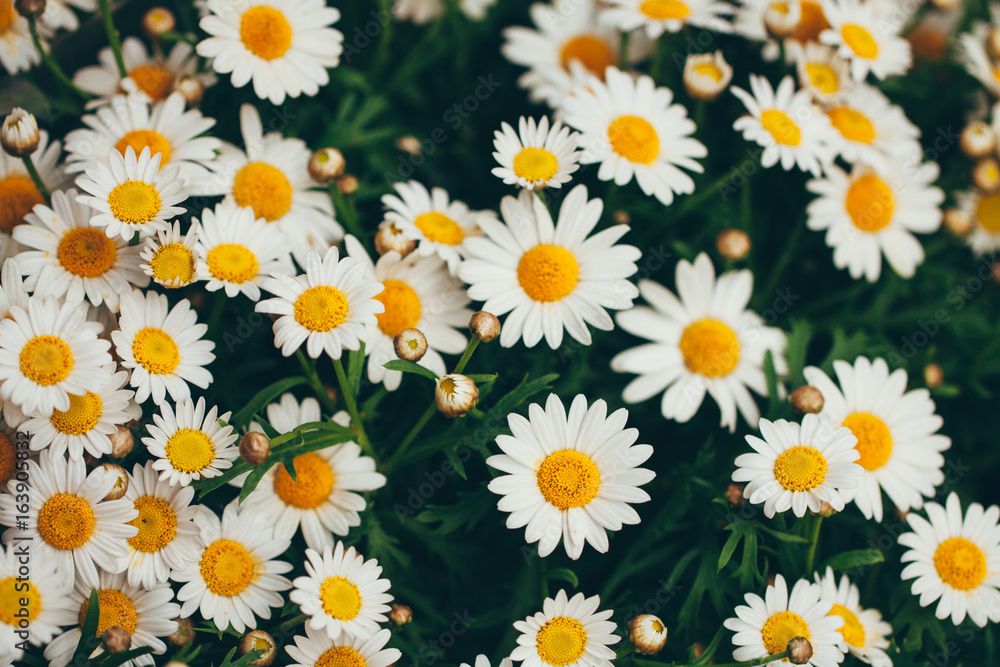 Chamomile flowers blooming on the field Chamomile flowers blooming on the field