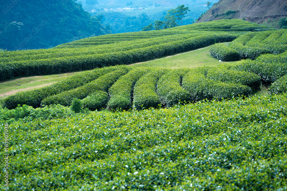 Tea Plantation in Moc Chau village, Vietnam Tea Plantation in Moc Chau village, Vietnam