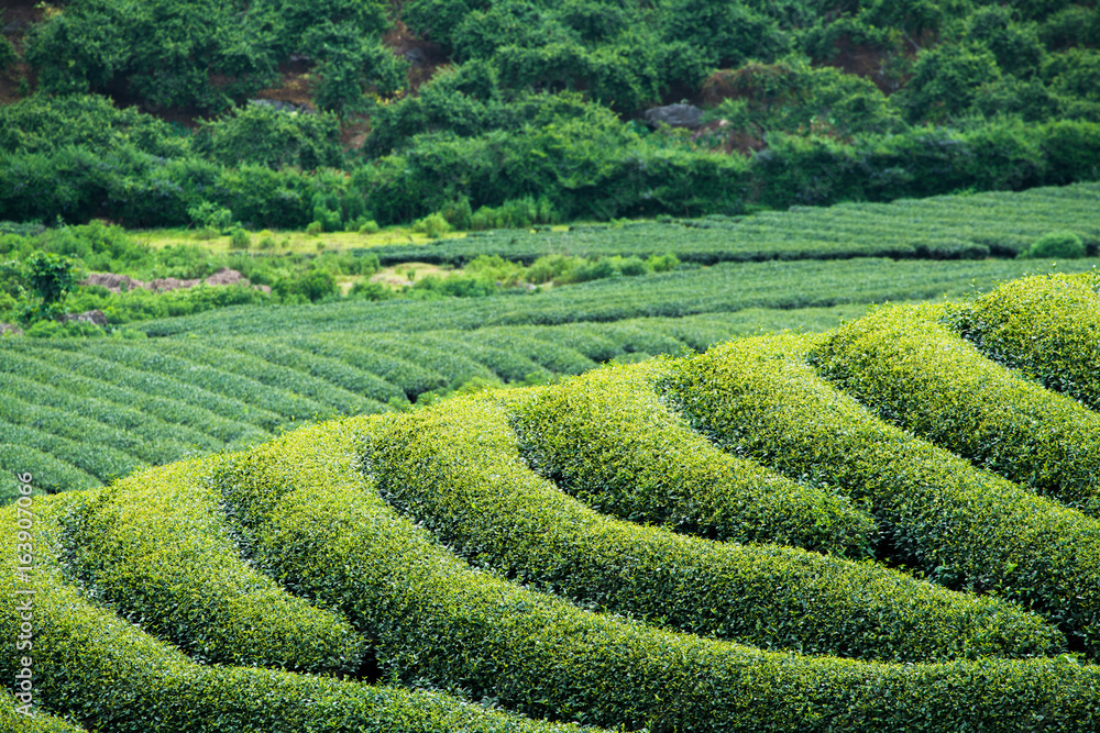Tea Plantation in Moc Chau village, Vietnam