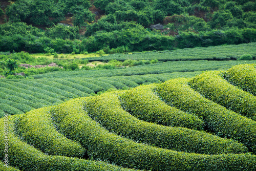 Tea Plantation in Moc Chau village, Vietnam