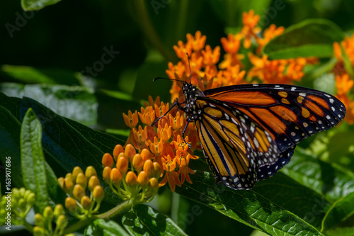 Monarch Butterfly on a butterfly weed plant