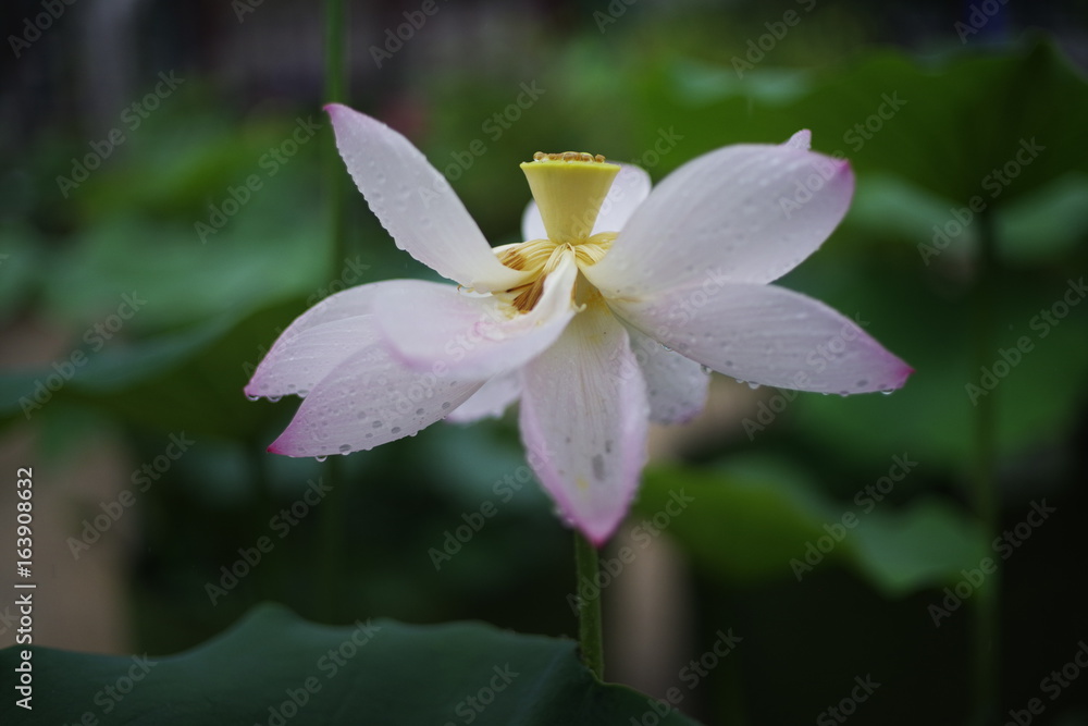 beautiful lotus flower and rain drop