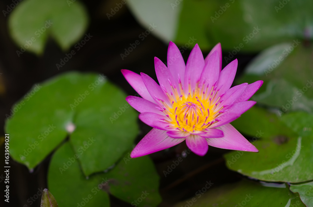 Purple Lotus in Thailand, planted front yard. Purple Lotus in Thailand, planted front yard.