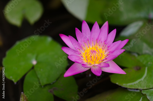 Purple Lotus in Thailand  planted front yard.