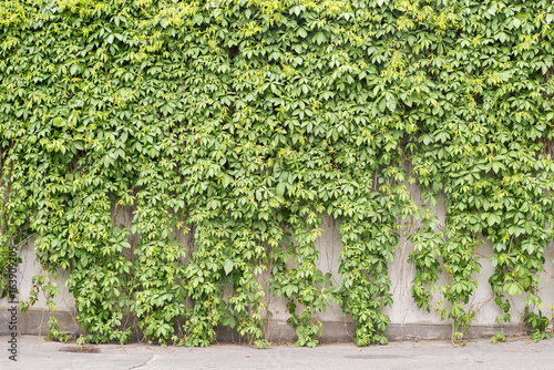 Murais de parede Green creeper plant covering all stucco wall