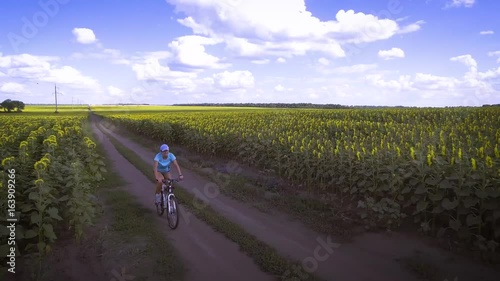cyclist rides on blooming sunflowers field