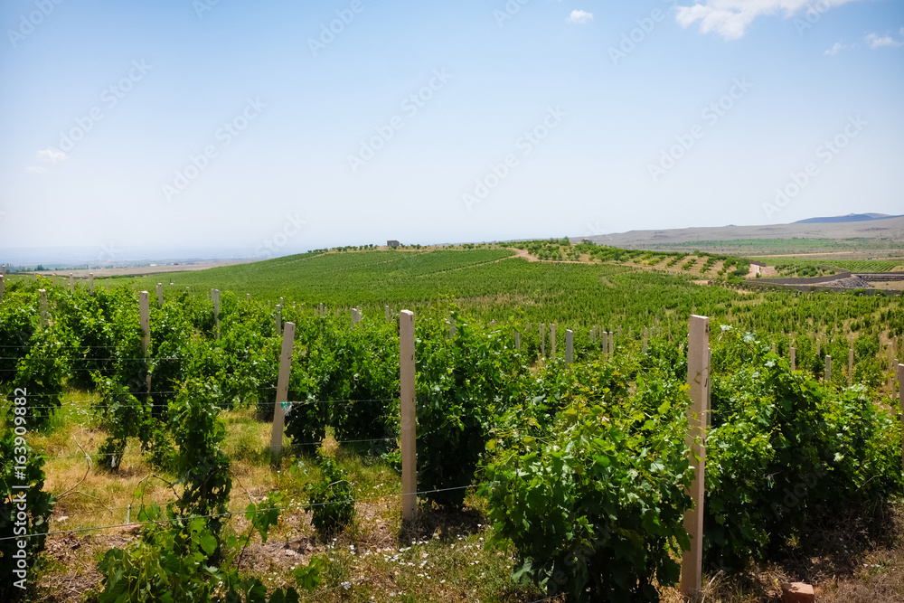 vineyards vineyards