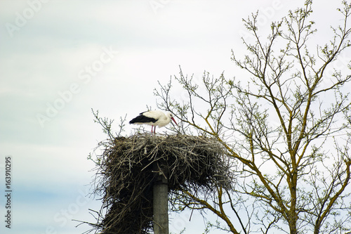 Nest with stork on pole against blue sky