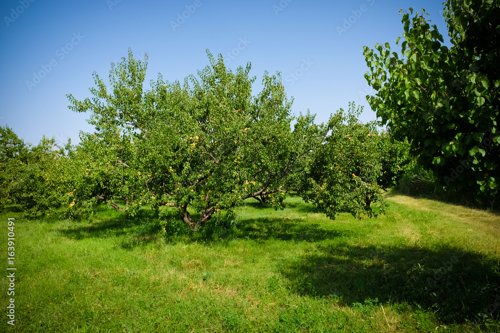 apricots trees