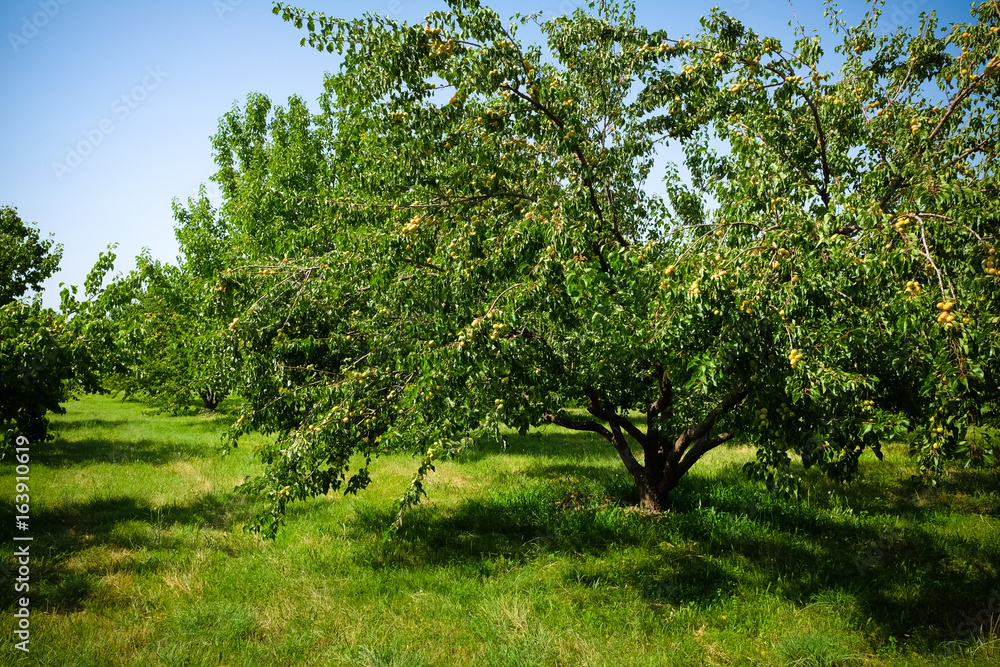 apricots trees