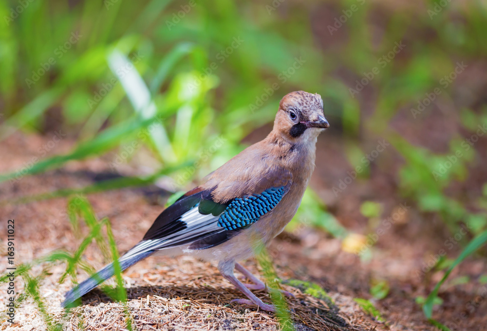 Jay, Garrulus glandarius Jay, Garrulus glandarius