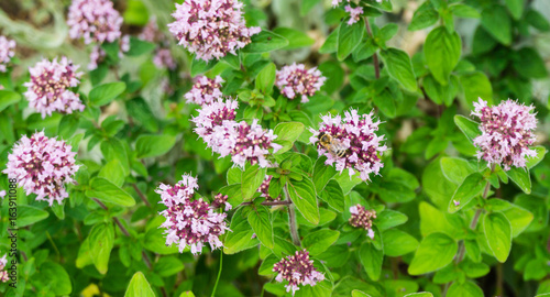 Biene in Oregano