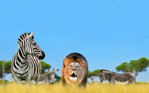 Fototapeta Naklejka Na Ścianę i Meble -  Lion with zebra on the savannah. 