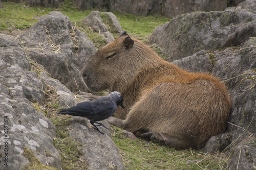 Capybara at Kolmarden zoo in Sweden photo