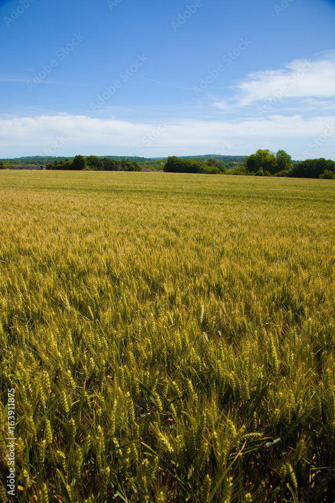 Wheat fields in the Vexin region in France, with a blue sky in background