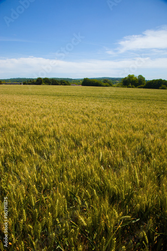 Wheat fields in the Vexin region in France  with a blue sky in background
