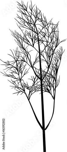 black illustration with isolated dill branch