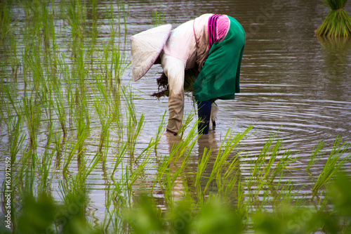 Asian farmers farm rice in Thailand
