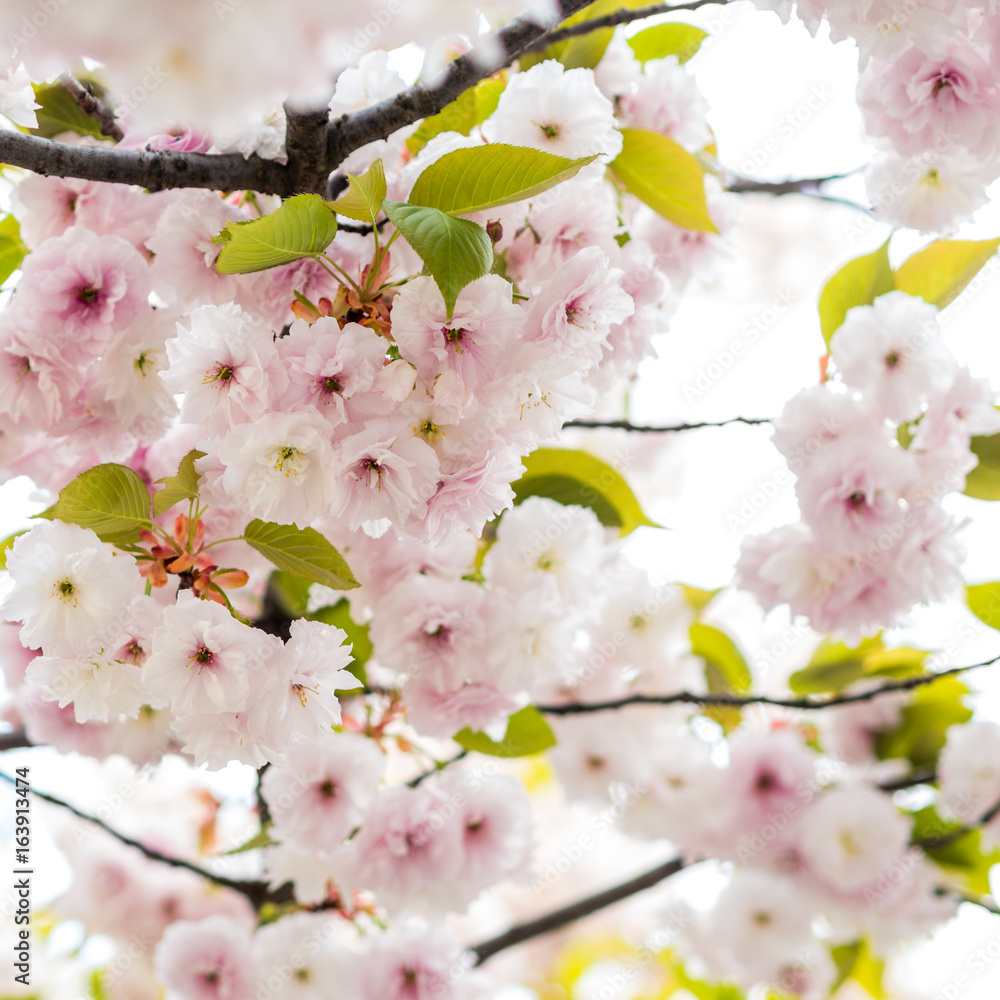 Obraz premium extraordinary blossoming cherry tree petals