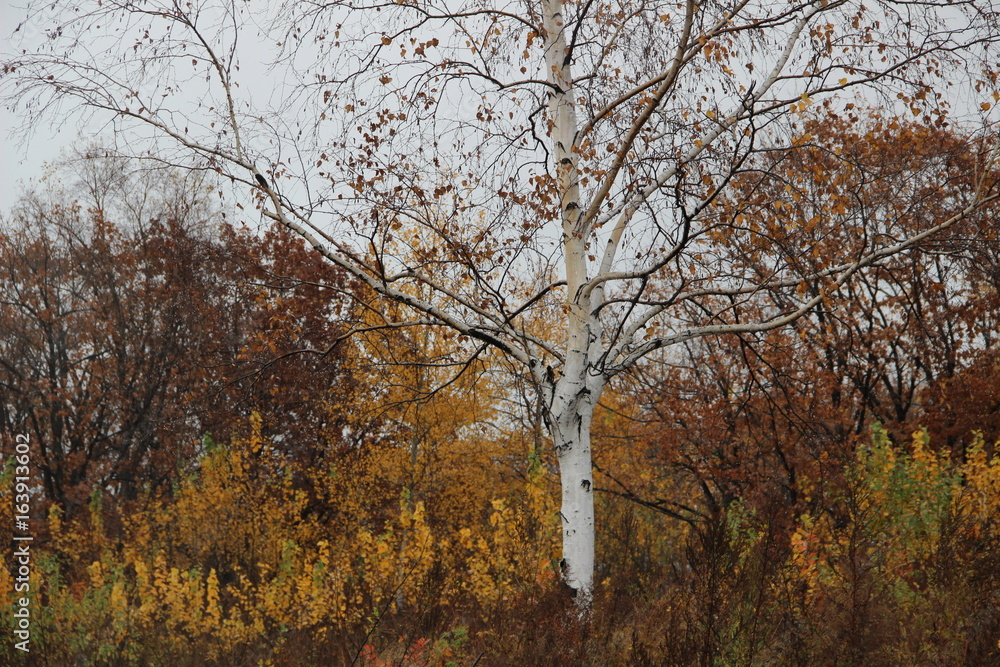 Birch, autumn, yellow leaves, red, forest, plants, nature, trees Birch, autumn, yellow leaves, red, forest, plants, nature, trees
