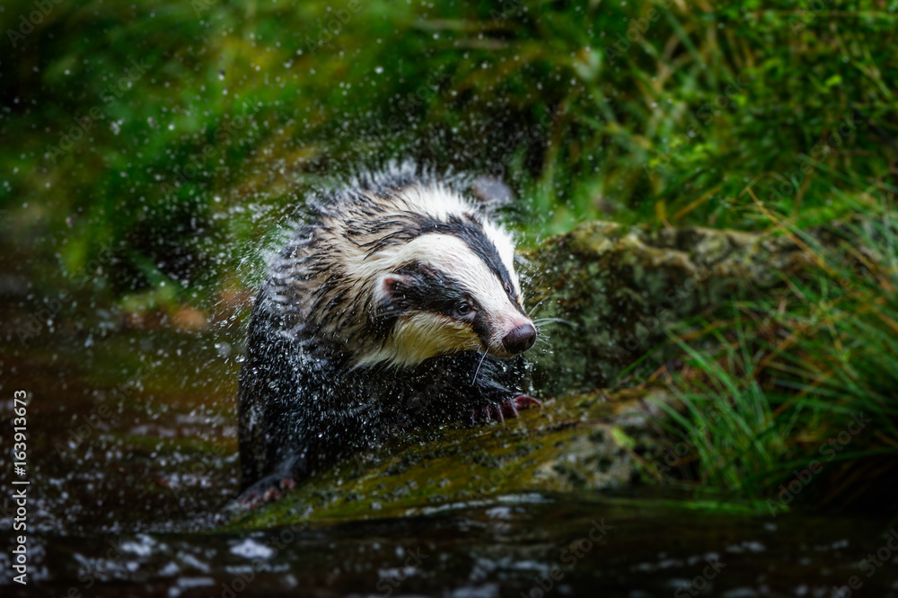 Obraz premium Badger in forest creek. European badgerforest swimming in the water, animal in the nature forest habitat, Germany, central Europe. Wildlife scene from nature. Mammal in the water. (Meles meles)