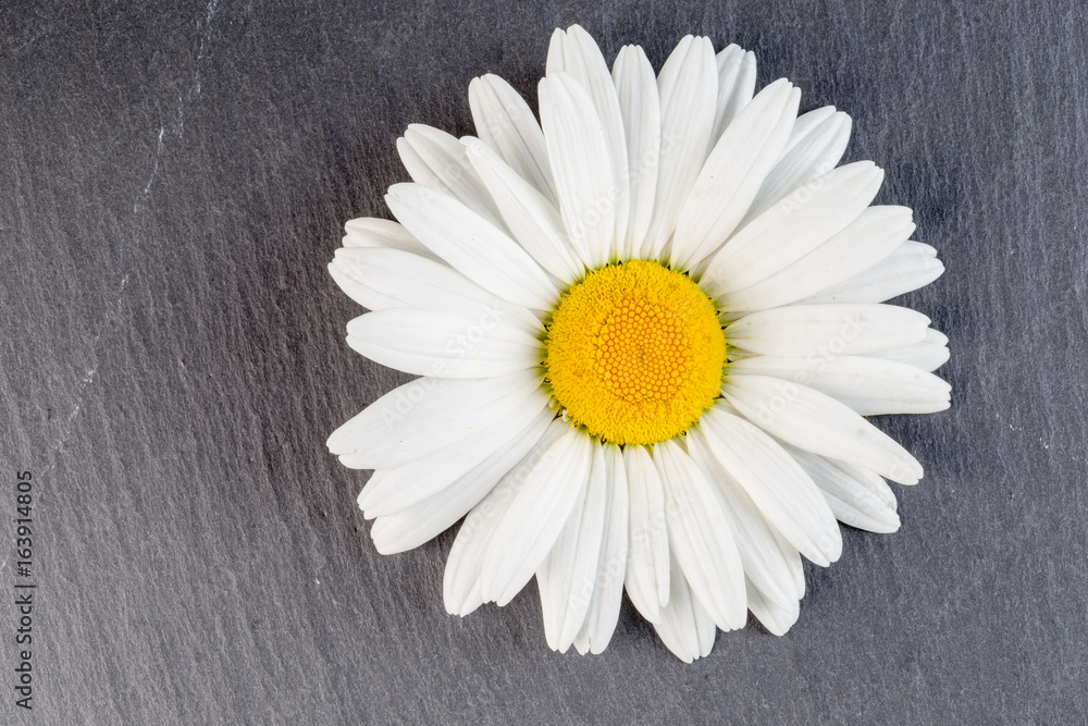 Fototapeta premium A daisy flower on a gray stone background