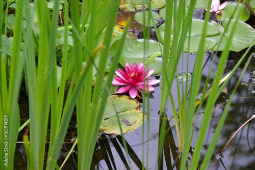 rosa Seerosen auf einem Gartenteich im Sommer