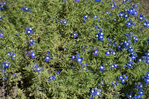 Lots of blue flowers of Veronica armena