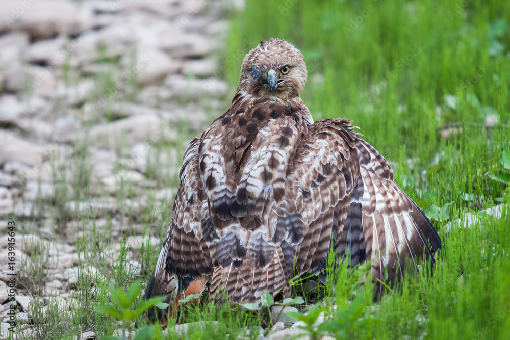 Fototapeta premium Red Tailed Hawk with missing eye